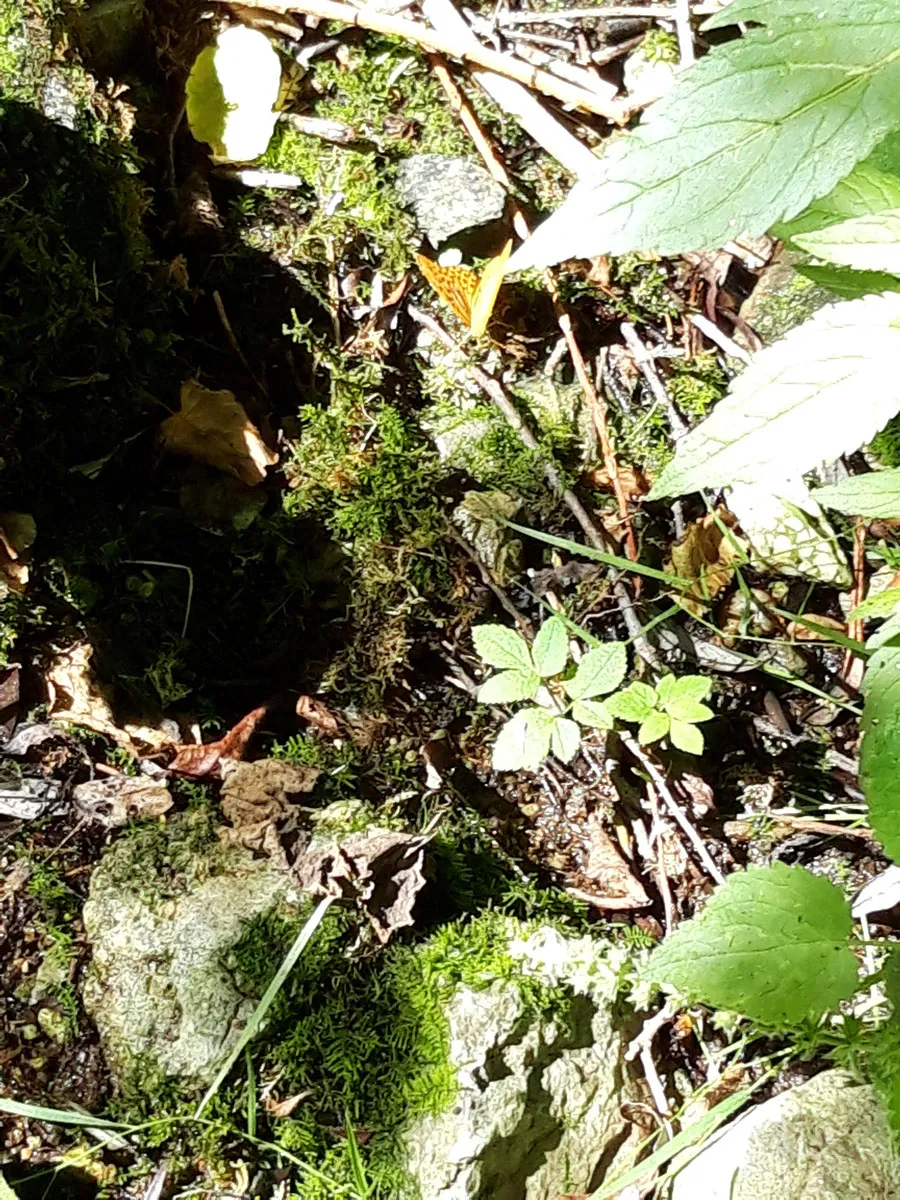 The springs of Agerola